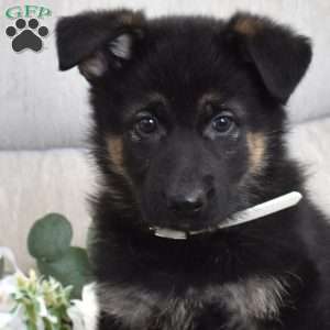 Foxy, German Shepherd Puppy
