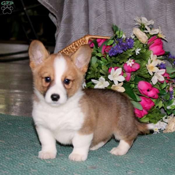 Frankie, Pembroke Welsh Corgi Puppy
