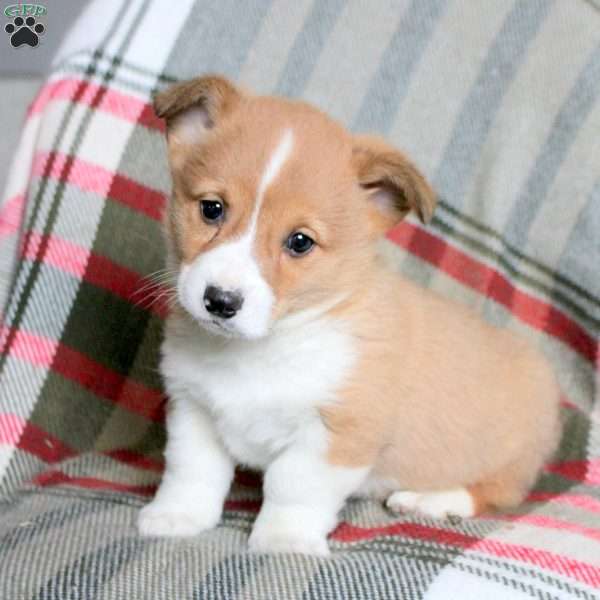 Franklin, Pembroke Welsh Corgi Puppy