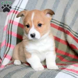 Franklin, Pembroke Welsh Corgi Puppy