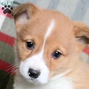 Franklin, Pembroke Welsh Corgi Puppy