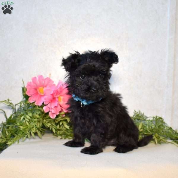 Freddy, Yorkie Poo Puppy