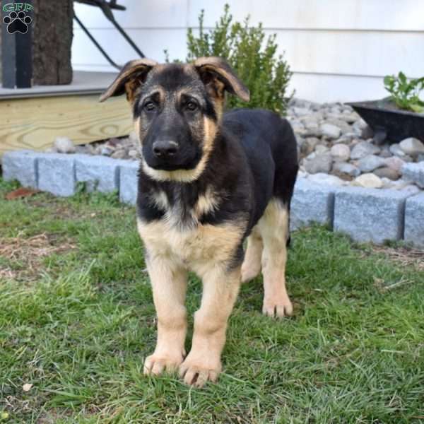 Freedom, German Shepherd Puppy