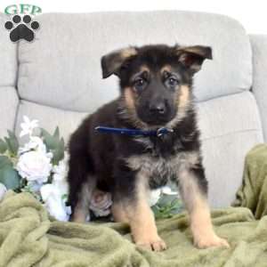 Freedom, German Shepherd Puppy