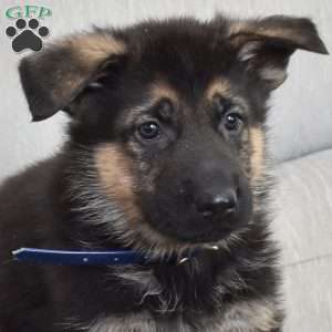 Freedom, German Shepherd Puppy