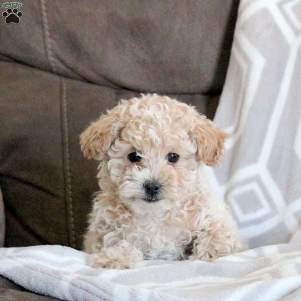 Frisco, Miniature Poodle Puppy