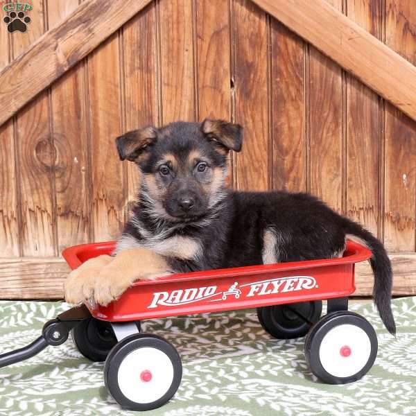 Frisky, German Shepherd Puppy