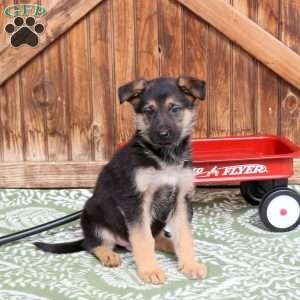 Frisky, German Shepherd Puppy