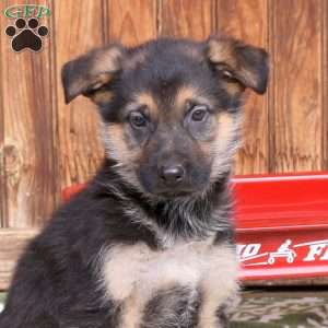 Frisky, German Shepherd Puppy