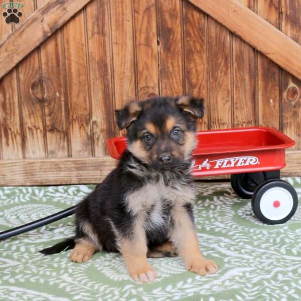 Fudge, German Shepherd Puppy