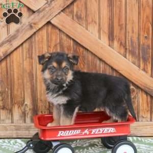 Fudge, German Shepherd Puppy