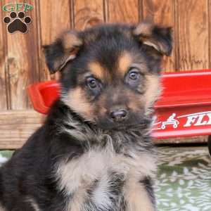 Fudge, German Shepherd Puppy