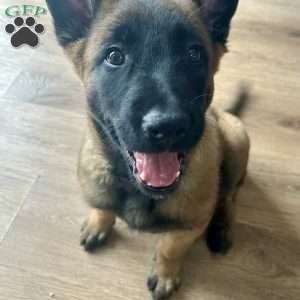 Purple, Belgian Malinois Puppy