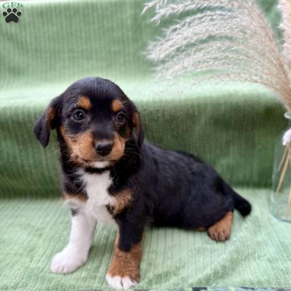 Molly, Toy Poodle Mix Puppy