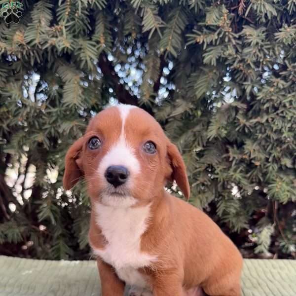 Biscuit, Toy Poodle Mix Puppy