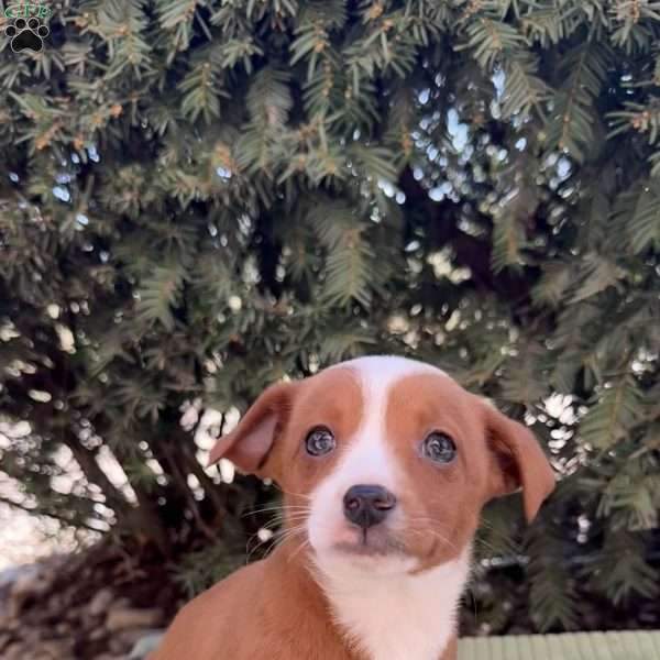 Thunder, Toy Poodle Mix Puppy