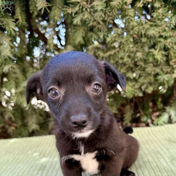 Teddy, Toy Poodle Mix Puppy