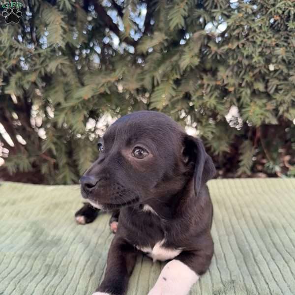 Lexie, Toy Poodle Mix Puppy