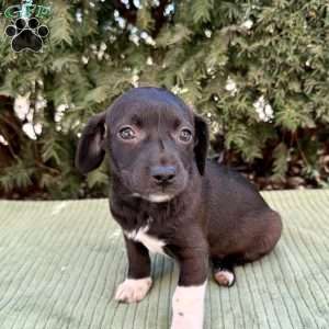 Lexie, Toy Poodle Mix Puppy