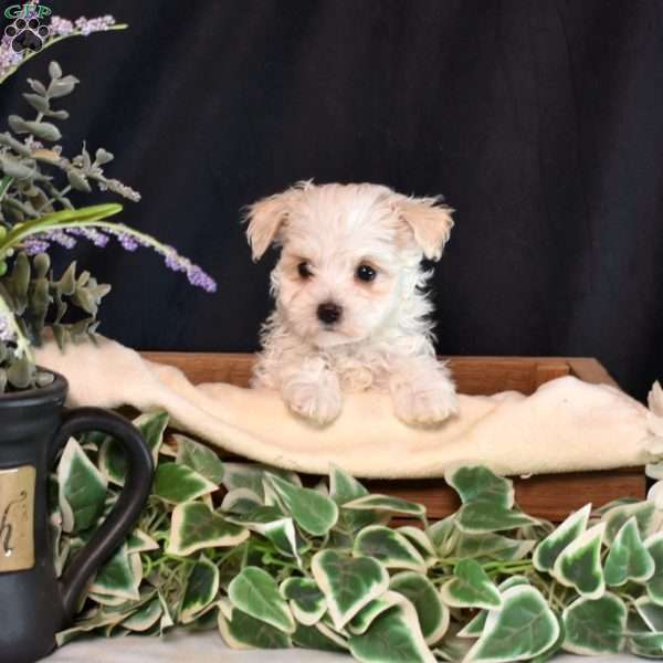 Fuzz, Maltipoo Puppy