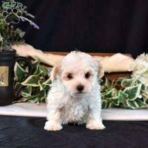 Fuzz, Maltipoo Puppy