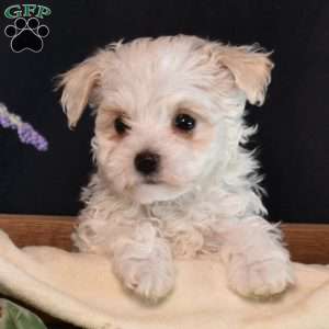 Fuzz, Maltipoo Puppy