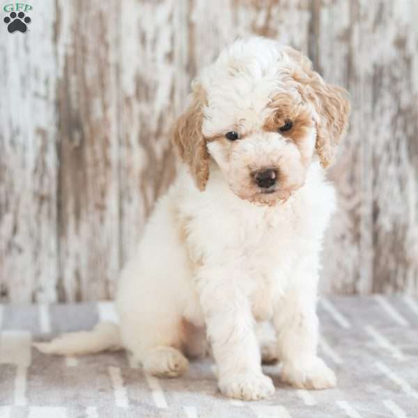 Gabe, Mini Labradoodle Puppy