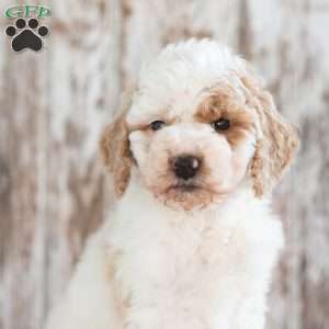Gabe, Mini Labradoodle Puppy
