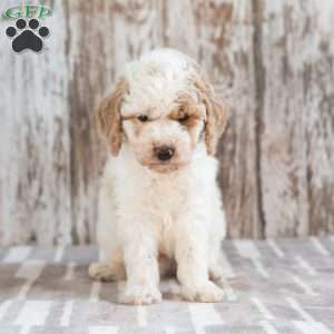 Gabe, Mini Labradoodle Puppy