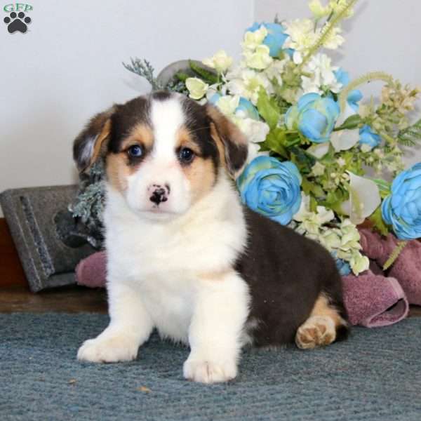 Gabe, Pembroke Welsh Corgi Puppy
