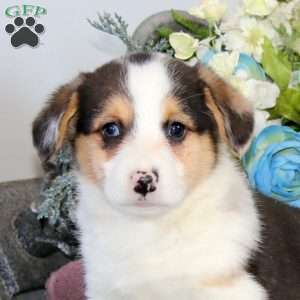 Gabe, Pembroke Welsh Corgi Puppy