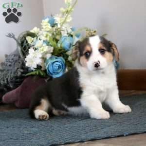 Gabe, Pembroke Welsh Corgi Puppy