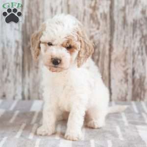 Gabe, Mini Labradoodle Puppy
