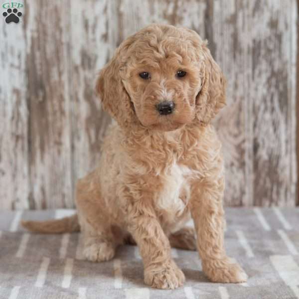 Gail, Mini Labradoodle Puppy