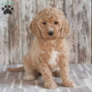 Ginger, Mini Labradoodle Puppy