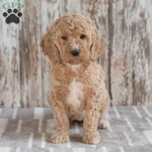 Gail, Mini Labradoodle Puppy