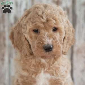 Ginger, Mini Labradoodle Puppy