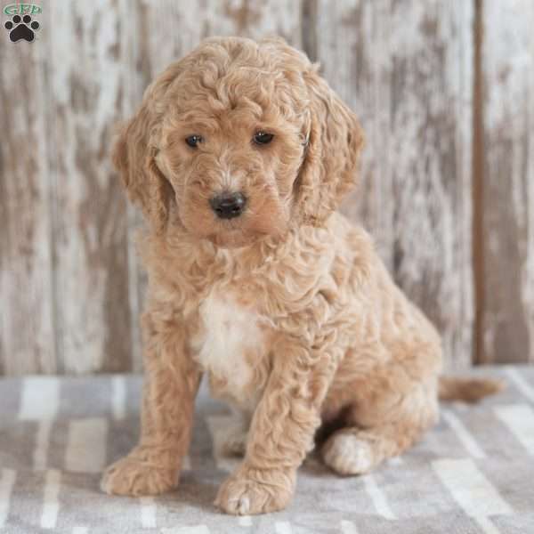 Ginger, Mini Labradoodle Puppy