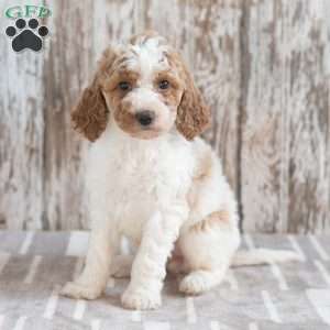 Galaxy, Mini Labradoodle Puppy