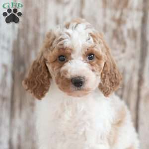Galaxy, Mini Labradoodle Puppy