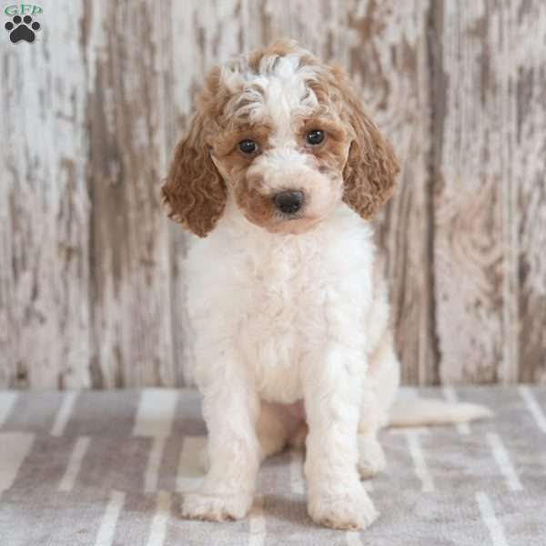 Galaxy, Mini Labradoodle Puppy
