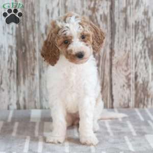 Galaxy, Mini Labradoodle Puppy