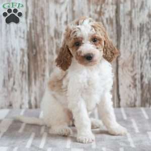 Galaxy, Mini Labradoodle Puppy