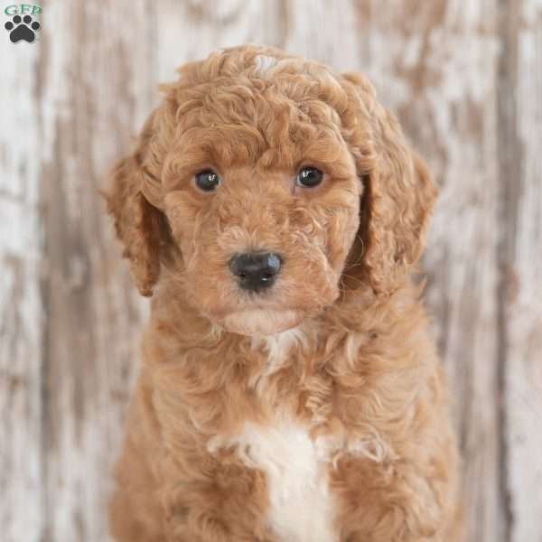 Gavin, Mini Labradoodle Puppy