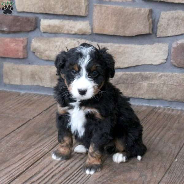 Gavin, Mini Bernedoodle Puppy