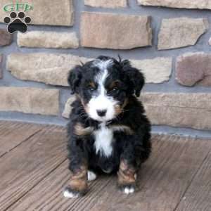 Gavin, Mini Bernedoodle Puppy