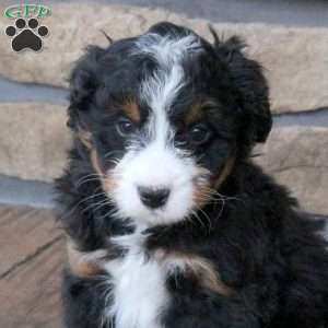 Gavin, Mini Bernedoodle Puppy