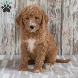 Geneva, Mini Labradoodle Puppy