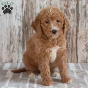Geneva, Mini Labradoodle Puppy