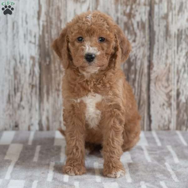 Geneva, Mini Labradoodle Puppy